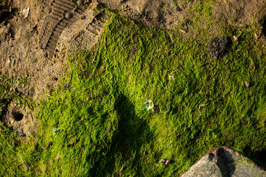 Green moss covers a rocky surface near a shoreline with visible footprints and small stones