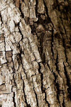 Close-up view of tree bark showing texture and patterns in sunlight