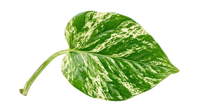 Variegated pothos leaf on white background. Tropical epipremnum aureum foliage. Green and yellow marble leaf isolated for design.