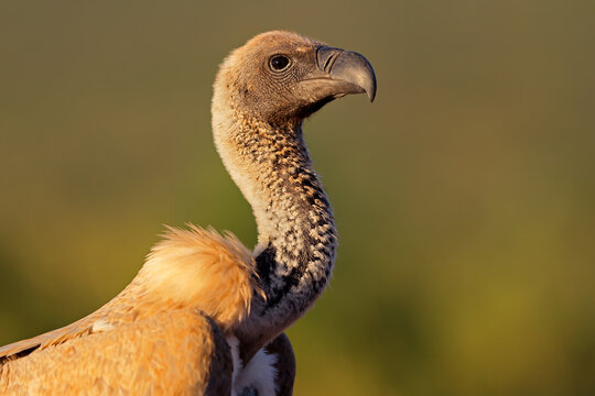 Close-up portrait of a white-backed vulture (Gyps africanus), South Africa