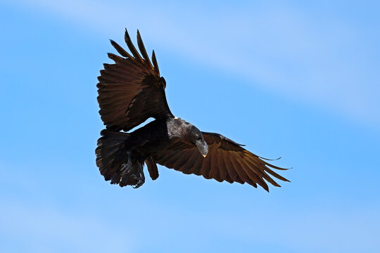 A white-necked raven (Corvus albicollis) landing with open wings, South Africa