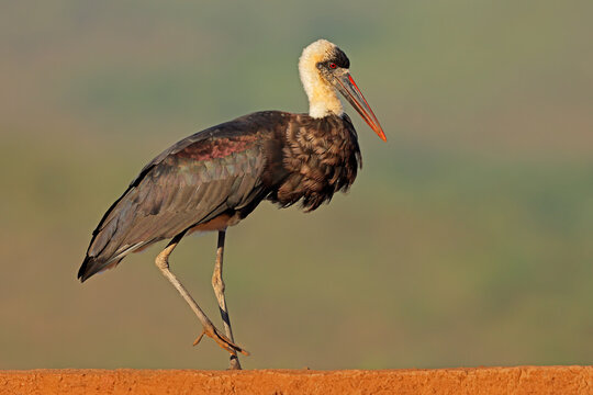 A woolly-necked stork (Ciconia episcopus) standing in natural habitat, South Africa