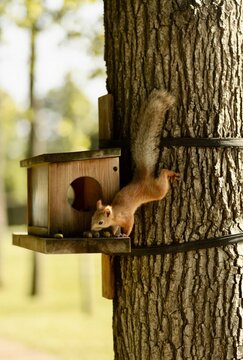 Side view of a cute red squirrel reaching for nuts on a wooden feeder attached to a large tree trunk.