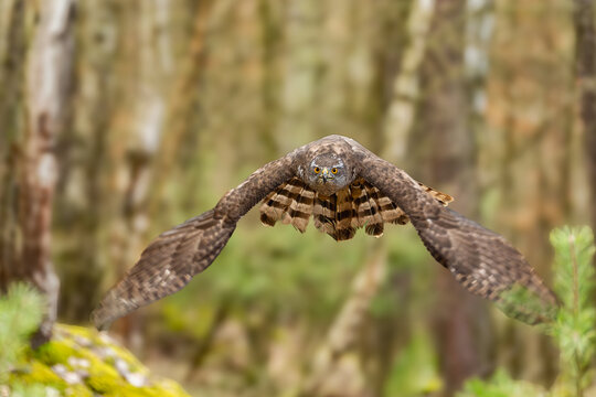 The hawk (Accipiter gentilis) is a medium-sized predator species in the family Accipitridae.