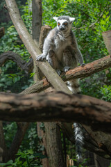 Fototapeta premium Ring-tailed lemur perched on a tree branch in a lush green forest habitat with wildlife, tropical