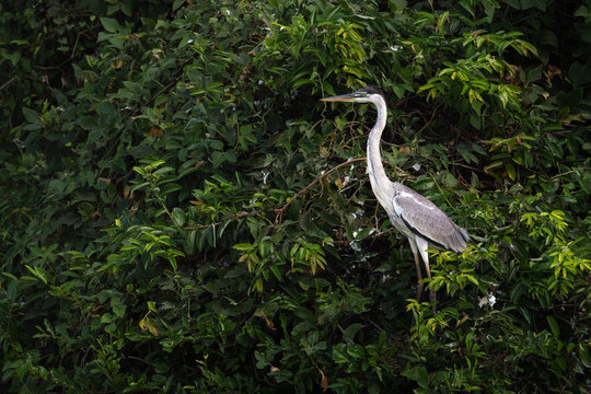 Cocoi Heron - Ardea cocoi, long-legged wading bird in the heron family Ardeidae found across South America, Pantanal, Brazil.