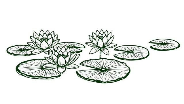 water lilies with leaves. Dark green vector illustration of lotus flowers in a vintage graphic engraving style