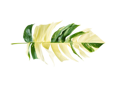 Variegated Epipremnum Pinnatum Leaf Isolated on White Background