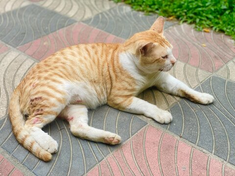 Orange tabby cat resting on patterned pavement tiles outdoors