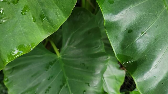 Lush vibrant green elephant ear plant leaves with delicate rain droplets