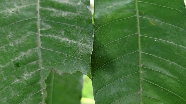 Close up view of two overlapping green leaves showing distinct vein patterns