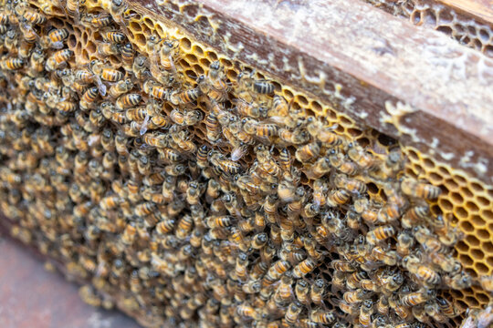 Bee and beehive. Bees are small insects that collect nectar and live in colonies inside beehives