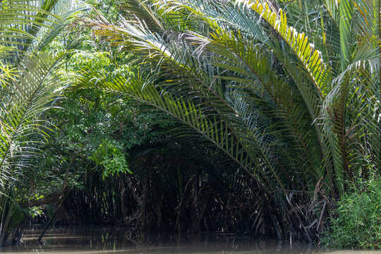 Canals of My Tho, Vietnam that offers a peaceful journey along narrow waterways