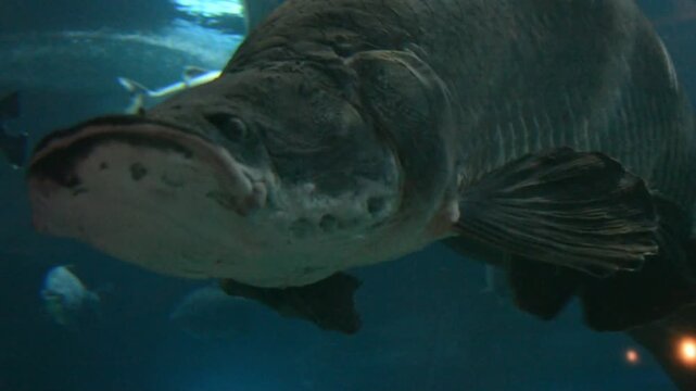 Giant arapaima fish swimming in dark aquarium water. Large tropical river predator gliding through aquatic habitat. Underwater nature observation and zoo exhibit.