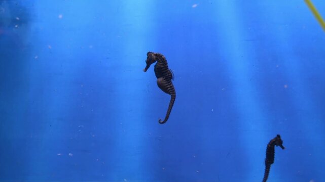 Seahorses swimming in deep blue water. Aquatic animals moving through clear ocean environment. Underwater marine life collection for nature and biology research.