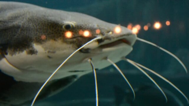 Large catfish swimming underwater with light reflections on its body. Aquatic animal exploring tank habitat. Wildlife in aquarium for biology and nature study.