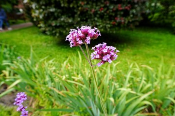 Obraz premium Beautiful purple Verbena bonariensis flowers blooming in a lush green garden