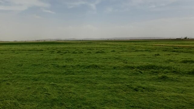 Scenic drone footage displays expansive green wheat fields stretching to horizon with soft wind waves visible across the surface.
