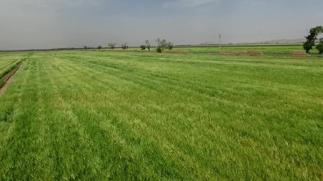 Cinematic drone shot highlights vibrant green wheat field with gentle rolling terrain and distant horizon line.