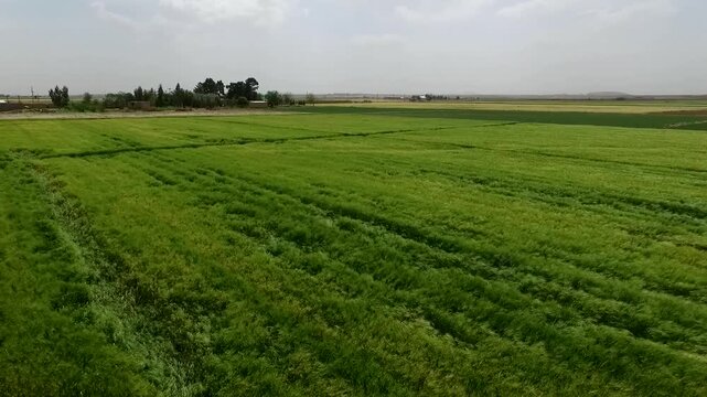 Sweeping aerial view of green wheat fields with scattered trees and open sky creating classic rural agricultural panorama.