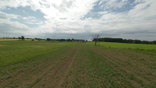 Forward moving drone shot flies low over neat sprouting rows of young green soybeans in an open country field. A dead tree sits in the middle of the field under a cloudy summer sky in Milton.