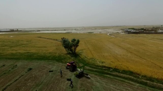 Beautiful drone shot revealing extensive agricultural fields being worked by machinery and farmers in vast rural landscape during peak harvest season with natural lighting.