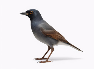 Fototapeta premium Dark Gray Tropical Bird Isolated on White Background