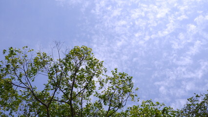 Fototapeta premium a horizontal low-angle shot capturing green leaves and branches of a hopea odorata tree framing a vibrant blue sky filled with soft scattered white clouds and copy space.