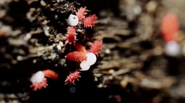 Red Springtails tiny animals in Tropical Rainforest in Thailand and Southeast-Asia.