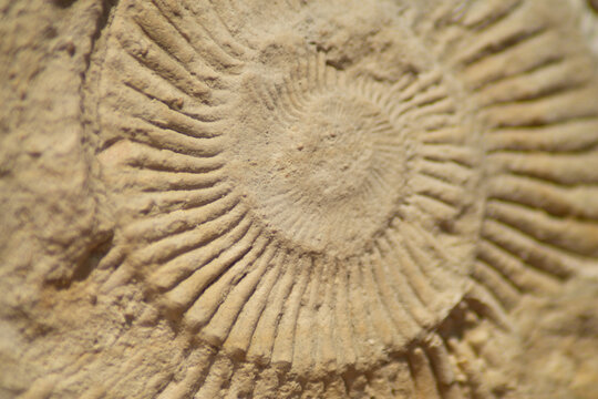 Detailed close-up of spiral fossil shell in stone macro photography