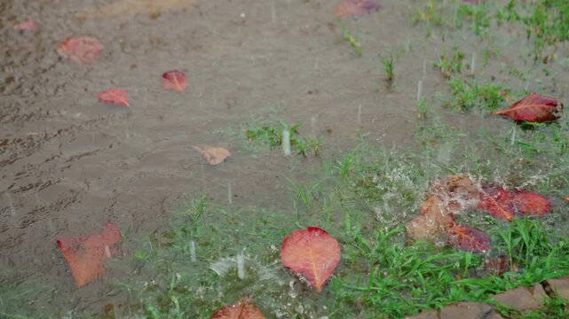 Autumn leaves on wet pavement, gentle rain forming tiny ripples around brown and orange foliage, soft overcast light, closeup texture of soil and grass, reflective melancholic mood