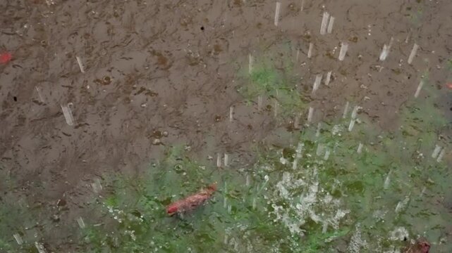 Powerful downpour inundates soil and plants. Vigorous rainstorm saturates ground and wildlife in lush landscape. Intense precipitation vigorously floods and renews terrain and blooming vegetation