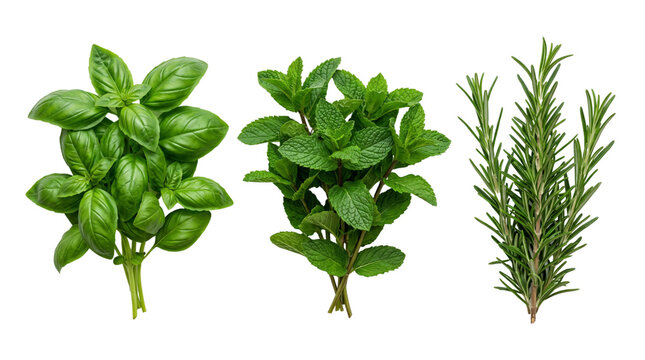 Aromatic basil mint and rosemary sprigs for culinary flavor.