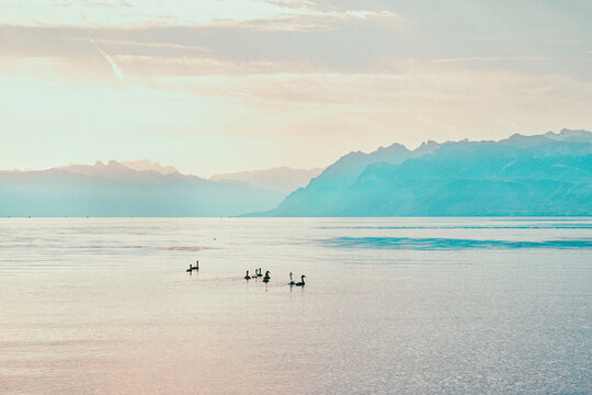  Cygnes nageant sur le lac L&eacute;man paisible face aux Alpes &agrave; Morges
