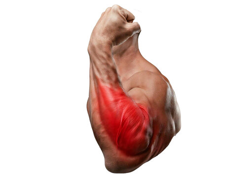 Inflamed Biceps Brachii (Turns slightly red). isolated on transparent or white background