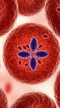 Babesia Parasites Invading Red Blood Cells - Microscopic view of Babesia parasites infecting red blood cells, illustrating the pathology of babesiosis.