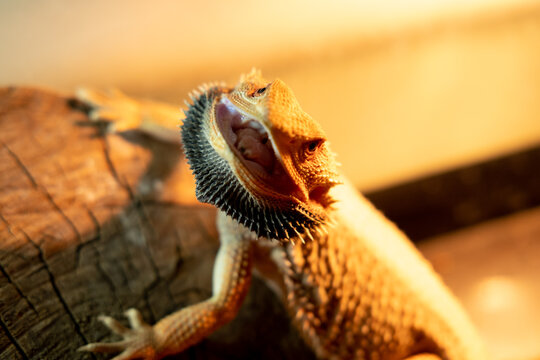angry bearded dragon lizard in terrarium