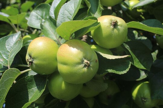 Close-up of green apples hanging from a branch in a sunny orchard