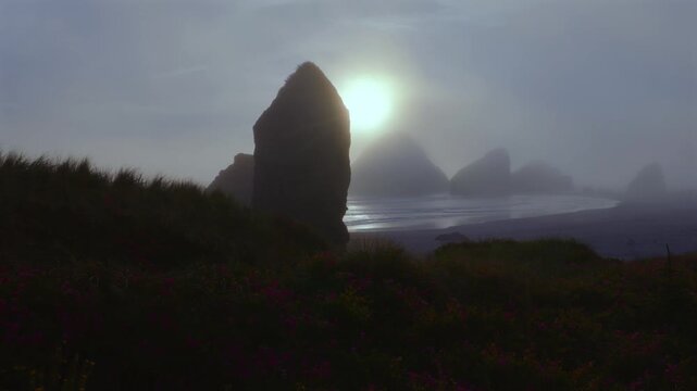 Moody depth created by thick fog with colorful spring flowers at Meyers Beach backlit by the sun on the Oregon Coast.