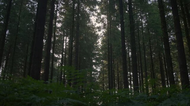 Evening Glow Through Tall Trees and Fern Undergrowth 4K Straight rows of tall trees above a dark fern filled floor as soft evening sky glows through the canopy.