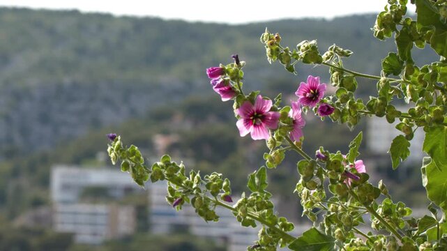 Pink Mallow Flowers Swaying Over Cassis Coastal Town in France