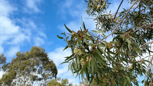 Flowering Eucalyptus Branch Swaying Against Blue Sky with White Clouds