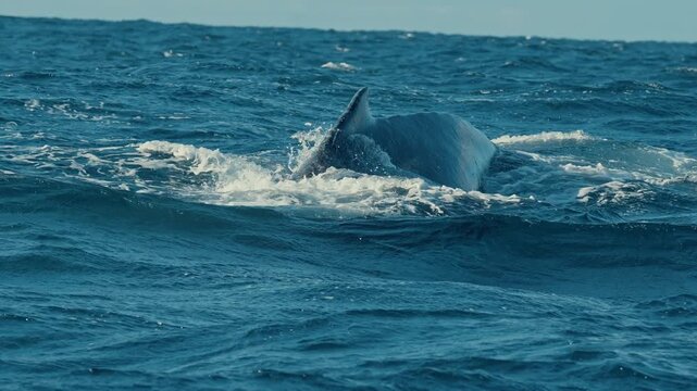 Rolling blue waves rise around the arched back and dorsal fin of a humpback as it moves just below the surface. Useful for wildlife b-roll or conservation themes.