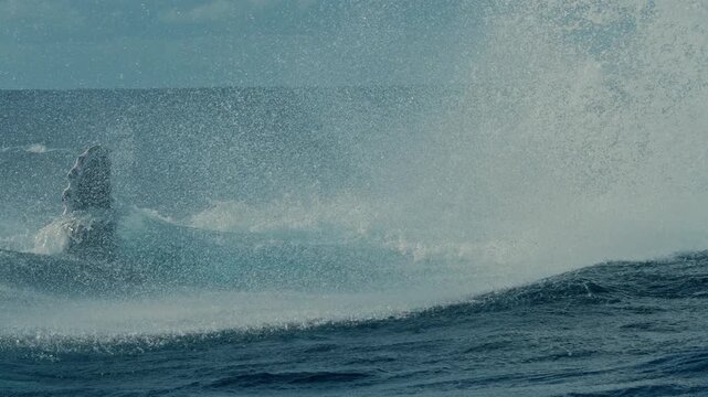Humpback tail swings down and smashes into rough open ocean, throwing up a wall of white water and foam, seen tight from a nearby boat.