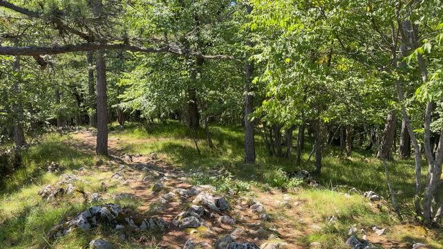 The camera tilts up from limestone rocks to a narrow forest trail descending from Banjska Stena viewpoint on Tara Mountain, Serbia, among grass and sunlit trees.