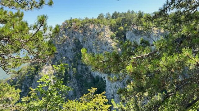 A slow pan reveals Banjska Stena viewpoint across a forested ravine on Tara Mountain, with pale limestone cliffs framed by sunlit pine branches beneath a clear blue sky.