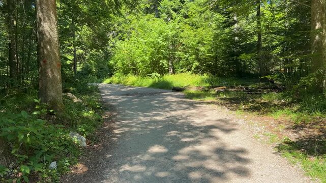 The camera tilts up from sun-dappled cobblestones to a narrow mountain road curving through dense green forest on Tara toward Banjska Stena viewpoint in Serbia.