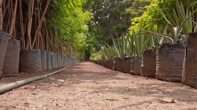 Surface level tracking shot moving through a nursery aisle lined with potted trees and aloe vera, showcasing organized plant rows in a commercial growing facility in Mexico