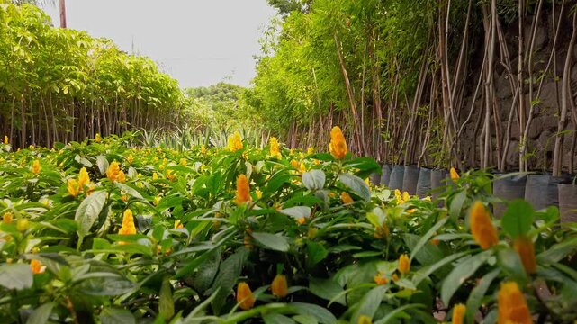 Wide view of blooming golden shrimp plants growing in organized nursery rows, surrounded by ornamental trees and lush greenery in a commercial nursery in Mexico