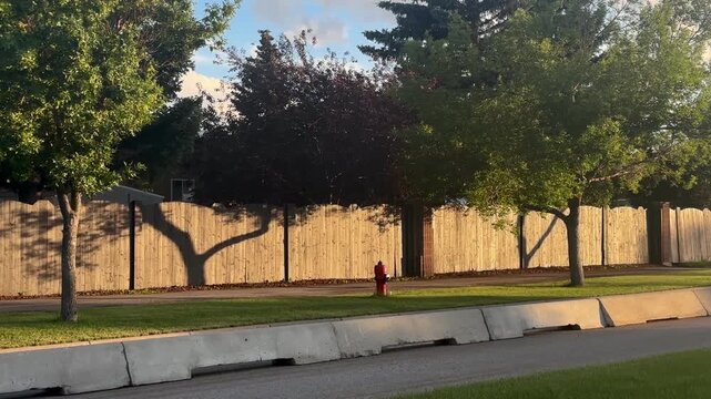 Fire hydrant in a row of trees in a calm street in the evening